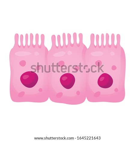 Intestinal cell system, human medical anatomy closeup. Vector flat style cartoon intestinal structure illustration isolated on white background