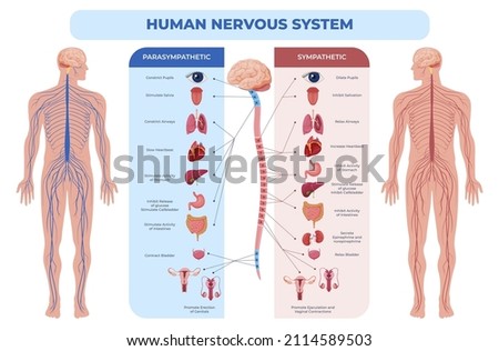 Human nervous system parasympathetic and sympathetic scheme vector flat illustration. Medical infographic anatomical educational guidance all connected inner organs through brain and spinal cord