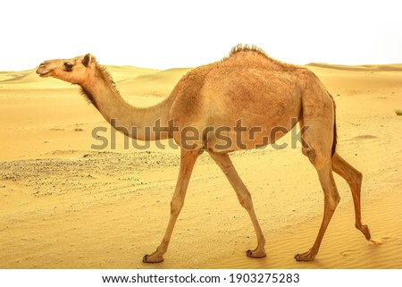 Similar – Image, Stock Photo dromedary Dromedary Camel