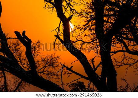 Beautiful African landscape at sunrise with branches of trees. Hluhluwe-Imfolozi Game Reserve, KwaZulu-Natal, South Africa.
