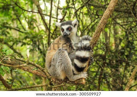 Lemur of Madagascar ring-tailed, sitting on the branches of a tree.