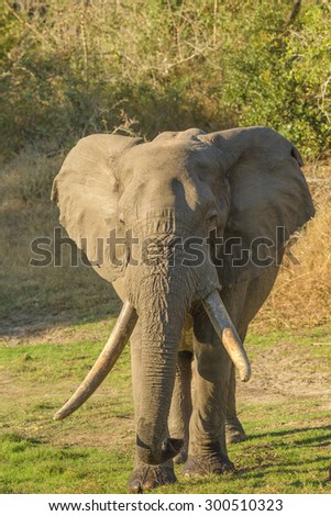 Biggest elephant in the world and with the worlds longest fangs. The photo of the elephant is made in nature, in the Tembe Elephant Park