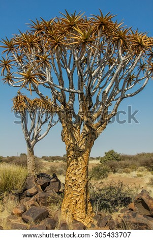 Quiver Tree Forest consists of trees of Aloe the tallest trees have 2-3ncenturies and is a National Monument, Namibia.