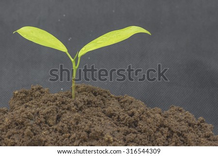 Plant a seedling tree
