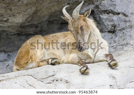 A horned mountain goat sitting on a rock ledge
