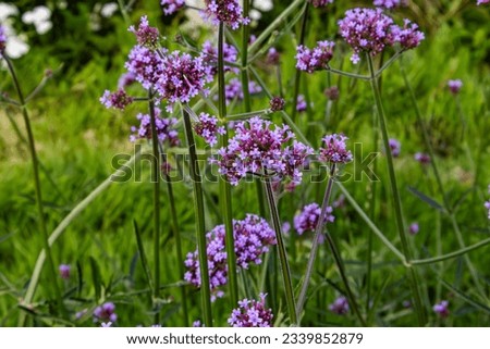 Image, Stock Photo Flowering verbena, Patagonian verbena (Verbena bonariensis)