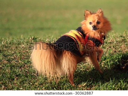 Pomeranian dog looking back, with a jacket.