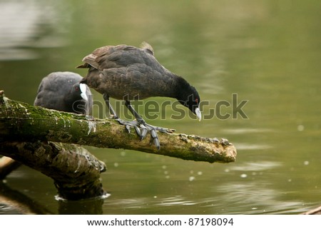 Eurasian Coot water fowl wading in water