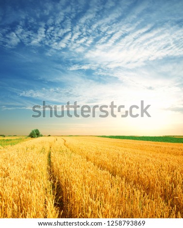 Foto Bild Weizenfeld gegen blaue Wolken