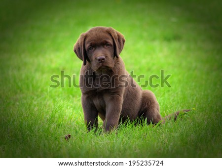 Cute chocolate labrador retriver puppy