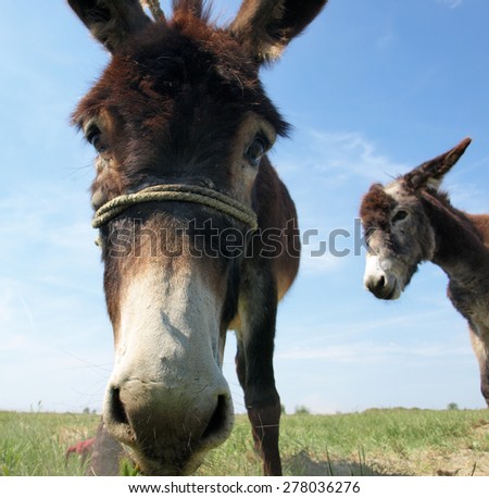 Funny donkey