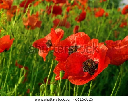 corn flowers and red Poppy
