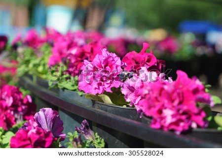 Close-up view branches gently burgundy flowers with open flowers  hanging garland with flower pot located on flowerbed with space for text on white backdrop
