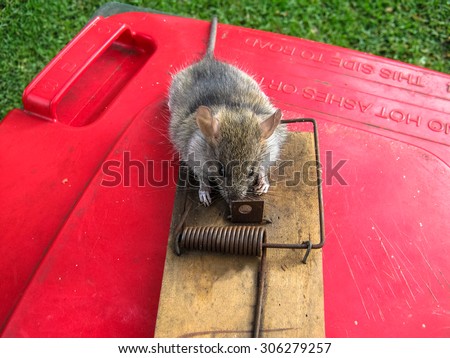 A dead mouse caught in a wooden mouse trap sitting on top of bin.