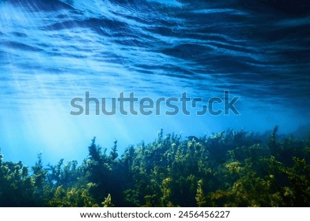 Similar – Image, Stock Photo stalks of seaweed