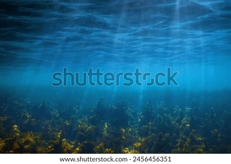 Image, Stock Photo stalks of seaweed