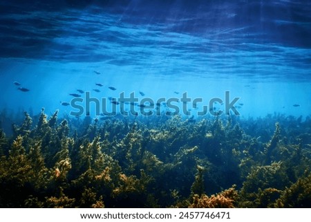 Similar – Image, Stock Photo stalks of seaweed