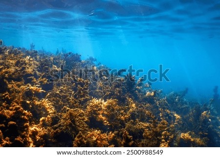 Similar – Image, Stock Photo stalks of seaweed