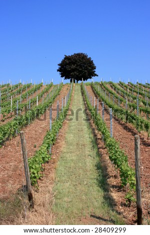 vineyard and lonely tree in the region of Nahe, Germany. Famous vine region.