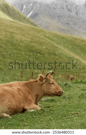 Similar – Image, Stock Photo Calm brown cow in stable in bright sunlight