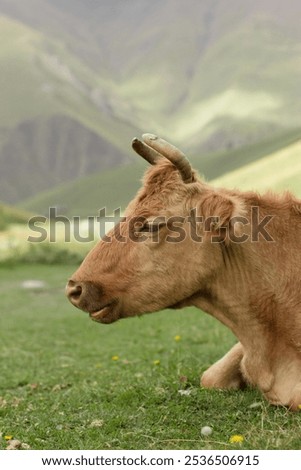 Similar – Image, Stock Photo Calm brown cow in stable in bright sunlight