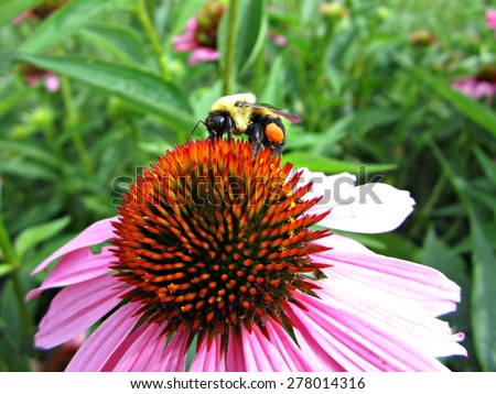 Bumble Bee on Purple Cone Flower