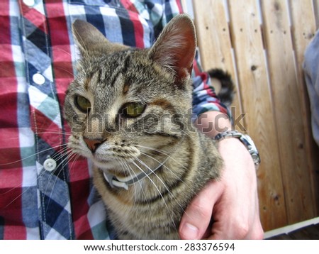 Sweet tabby cat being held by man wearing a red and blue plaid shirt.