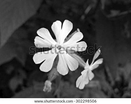Black and white photo of two Wild Blue Phlox flowers, also called Wild Sweet William (Phlox divaricata).