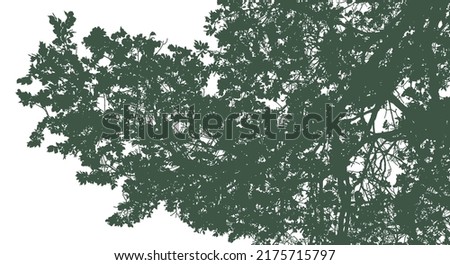 Silhouettes of branches with foliage on a white background. Vector realistic monochrome illustration of an elm tree.