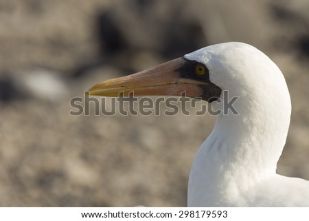 Close-up profile of the head of an adult nazca booby. Selective focus on the head, other parts of the bird have a soft focus and background is out of focus
