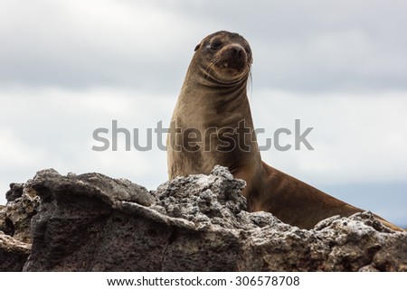 Sea lion sitting on a high rock, looking to the camera. Selective focus on the head of the animal, other parts are in soft focus