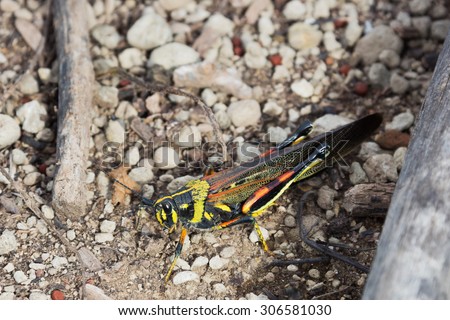 Painted locust sitting on some small pebbles. Selective focus on the head of the insect, foreground and background get gradually out of focus