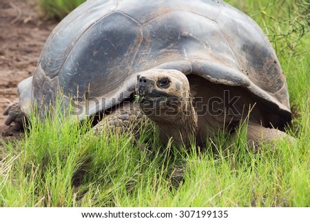 Close-up of a Galapagos tortoise. Selective focus on the head of the animal, background and foreground get gradually blurred