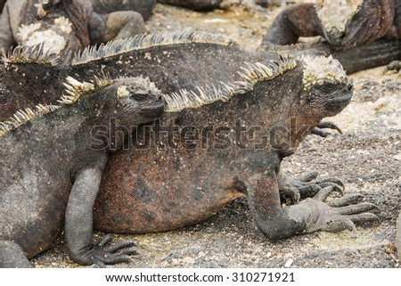 Marine iguana resting on another one. Selective focus on the head of the animal, foreground and background are out of focus