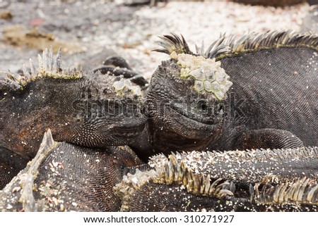 Two marine iguanas looking like lovers. Selective focus on the head  of the iguanas, foreground and background are out of focus