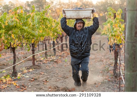 REDWOOD VALLEY, CA - OCTOBER 23, 2013: An unidentified vineyard worker picking wine grapes during the annual harvest