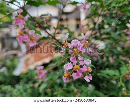 Similar – Image, Stock Photo Bang effect Garden