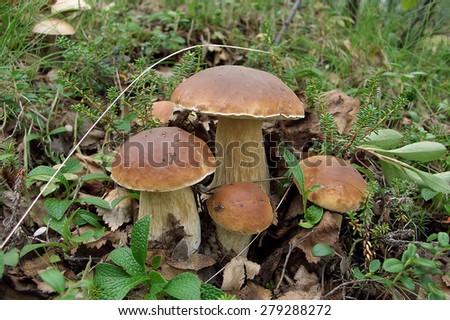 Russian North. Mushrooms. Murmansk region