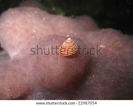 red turban snail on a purple sponge at the ocean bottom; Vancouver, Canada