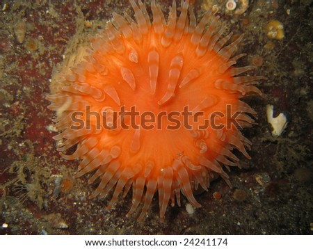 front view of orange short plumose sea anemone metridium senile
