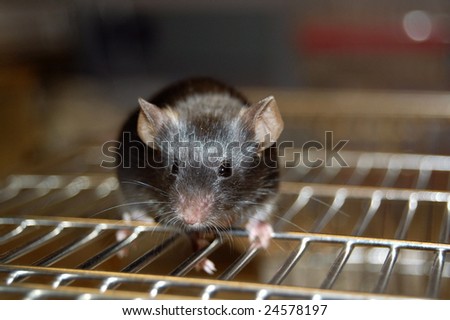 common laboratory mouse mus musculus, on cage