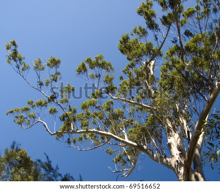 Eucalyptus tree against deep blue summer skies; Glass House Mountains, Queensland, Australia.