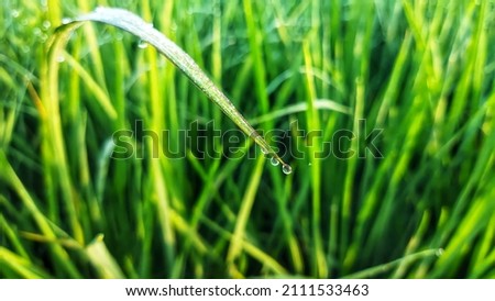 morning dew on a rice field in the countryside