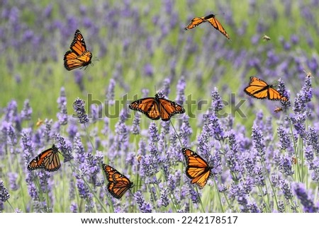 Image, Stock Photo A butterfly on lavender flower