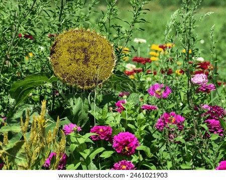 Similar – Image, Stock Photo Lost flower Flower Blossom