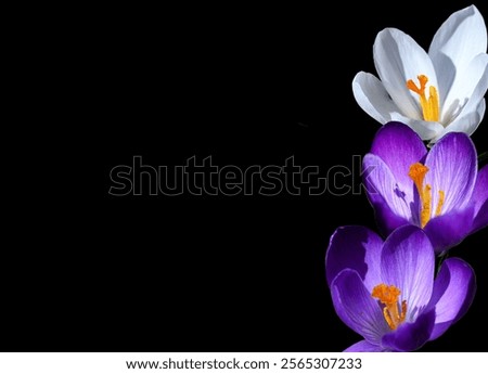 Similar – Image, Stock Photo three crocuses Crocus