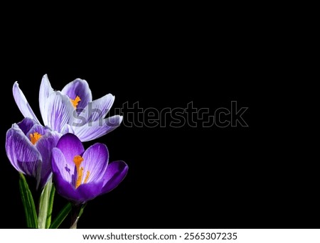 Similar – Image, Stock Photo three crocuses Crocus