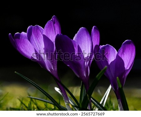 Similar – Image, Stock Photo three crocuses Crocus