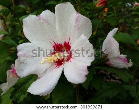 Hibiscus flower/Hibiscus flower/Hibiscus flower