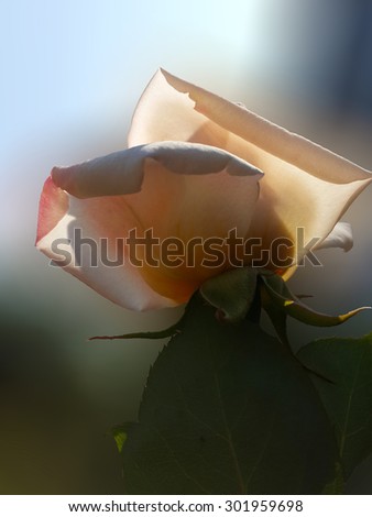 Garden tea rose in sunlight/Garden tea rose in sunlight/Garden tea rose in sunlight